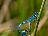 Ischnure élégante (Agrion élégant)