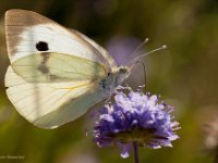 Piéride du chou