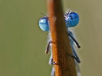 Ischnure élégante (Agrion élégant)