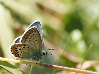 Polyommatus coridon Poda (L'Argus bleu-nacré )