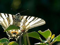 Machaon (le grand porte-queue)