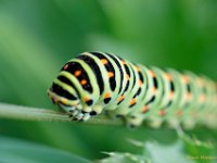 Chenille (Papilio machaon)