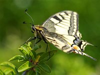 Machaon (Le grand porte-queue)